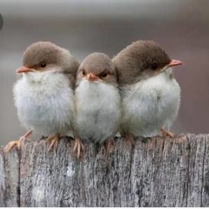 Meet your Posher, Marilyn